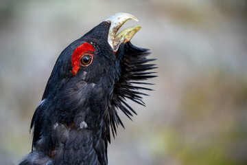The western capercaillie (Tetrao urogallus), also known as the Eurasian capercaillie, wood grouse,...