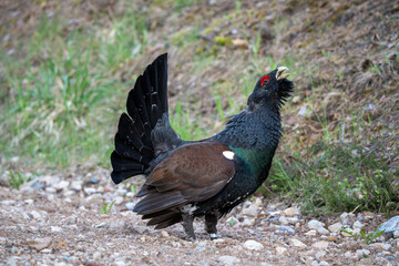 The western capercaillie (Tetrao urogallus), also known as the Eurasian capercaillie, wood grouse, heather cock, cock-of-the-woods, or simply capercaillie.