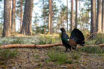 The western capercaillie (Tetrao urogallus), also known as the Eurasian capercaillie, wood grouse, heather cock, cock-of-the-woods, or simply capercaillie.