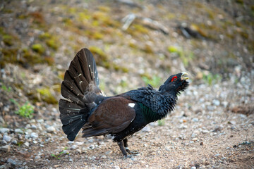 The western capercaillie (Tetrao urogallus), also known as the Eurasian capercaillie, wood grouse, heather cock, cock-of-the-woods, or simply capercaillie.