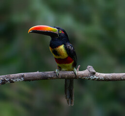 Birds Costa Rica The Aracari