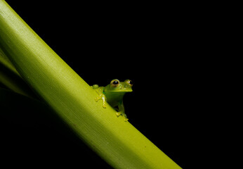 Espadarana prosoblepon in Costa Rica