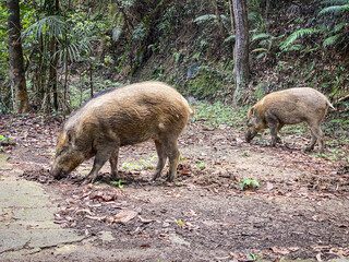 Wild Boar Foraging in Natural Forest Habitat