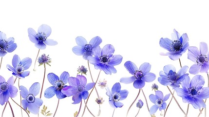 First spring flowers, Anemone hepatica isolated on white background. Border of blue violet wild forest flowers liverwort. Generative Ai - Powered by Adobe