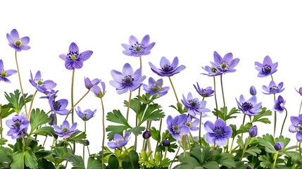 First spring flowers, Anemone hepatica isolated on white background. Border of blue violet wild forest flowers liverwort. Generative Ai