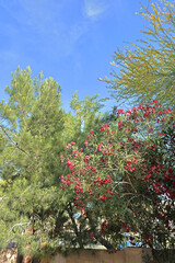 Blossoming cluster of red Oleander with yellow Palo Verde, Arizona Mesquite and Eldarica Pine in...