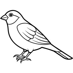 bird of paradise  illustration