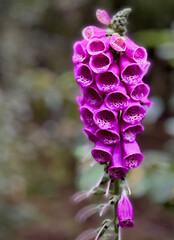 pink flower © jakublipnicki.art