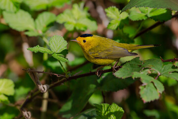 Wilson's Warbler