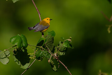 Prothonotary Warbler