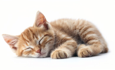Fototapeta premium Young Animal Resting on White Background
