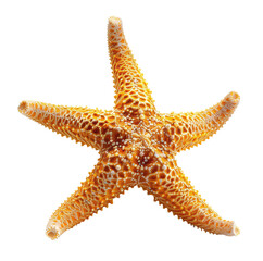 Starfish isolated on transparent background