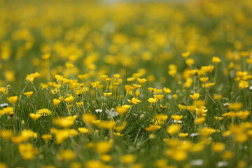 Obraz premium field of yellow buttercups