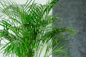 Dipsis palm tree plant in the house, leaves on white grey background