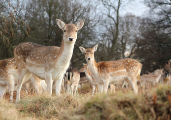 female deer in winter forest