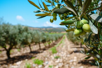 olive tree with olives