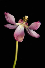 an aging flower on a black background