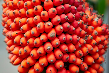 Bright orange unusual plant with repeating circles growing in nature