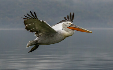 Dalmatian Pelican of Kerkini Lake