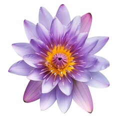 Purple water lily, Blooming water lily flower isolated on white background. Generative Ai