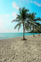 Obraz premium Beach in Sihanoukville. Palm trees and blue sea
