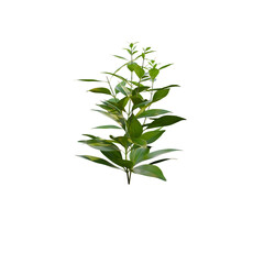 Green plant isolated on transparent background PNG, 3D render 