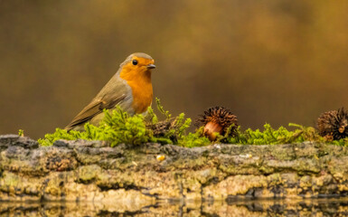 Robin bird sitting with open wing close to paddle