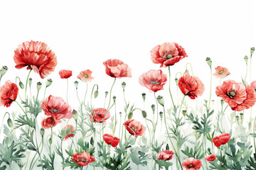 Watercolor red poppy flowers on a white background, presented as a vector illustration in a flat design, with white space in the center of the composition, providing a wide angle, large view.