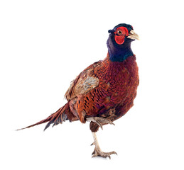 Male European Common Pheasant