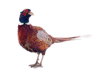 male pheasant