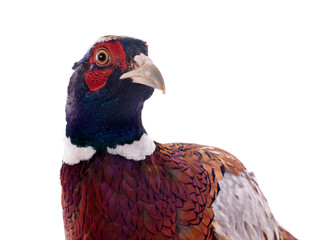 male pheasant
