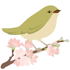 ウグイスと桜の一枝