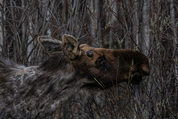 moose grazing