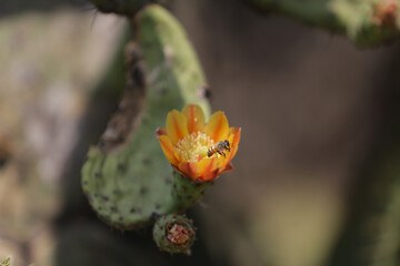 Flor de Nopal