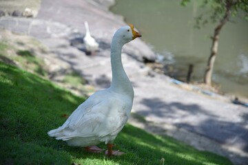 A white goose stands alone on the green grass.