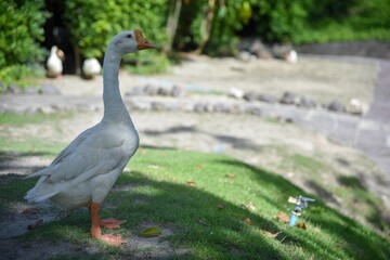 A white goose stands alone on the green grass.