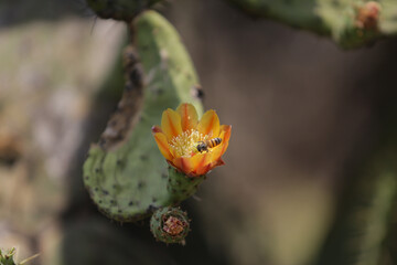 Flor de Nopal con Abeja