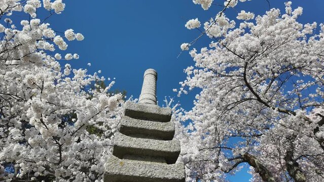 Japanese lantern at tidal basin (Chery blossom) - Washington DC (USA)