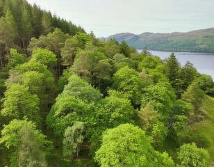 Obraz premium Aerial shot of trees with green foliage on a summer day in the forest around Loch Lomond