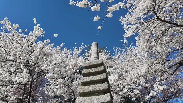 Japanese lantern at tidal basin (Chery blossom) - Washington DC (USA)