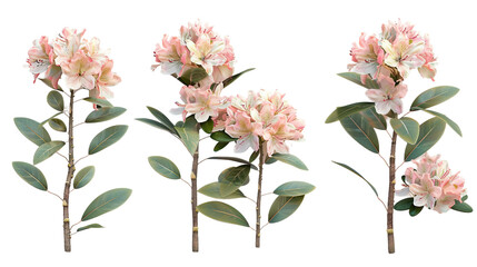Rhododendron Blooms: Vibrant Floral Illustrations in 3D Digital Art - Ideal for Spring Decor, Isolated on Transparent Backgrounds for Graphic Design and Creative Projects.
