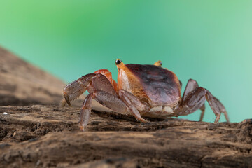 Lepidothelphusa menneri on wood, Indonesian new crab (three color) closeup, Lepidothelphusa menneri...