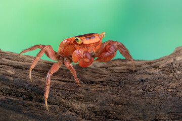 Lepidothelphusa menneri on wood, Indonesian new crab (three color) closeup, Lepidothelphusa menneri...