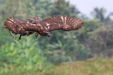 The crested goshawk flies with its prey a small monitor lizard