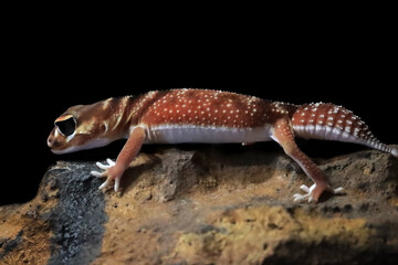 Smooth Knob-tailed Gecko (Nephrurus levis pilbarensis) closeup