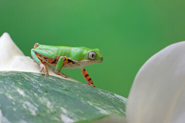 amphibia, amphibian, animal, anura, arboreal, bolivia, brazil, climbing, closeup, colombia, colorful, conservation, crawling, cute, exotic animal, fauna, green, green tree frog, hypochondrialis, isola