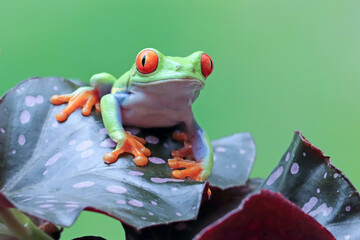 Red-eyed tree frog sitting on green leaves, red-eyed tree frog (Agalychnis callidryas) closeup