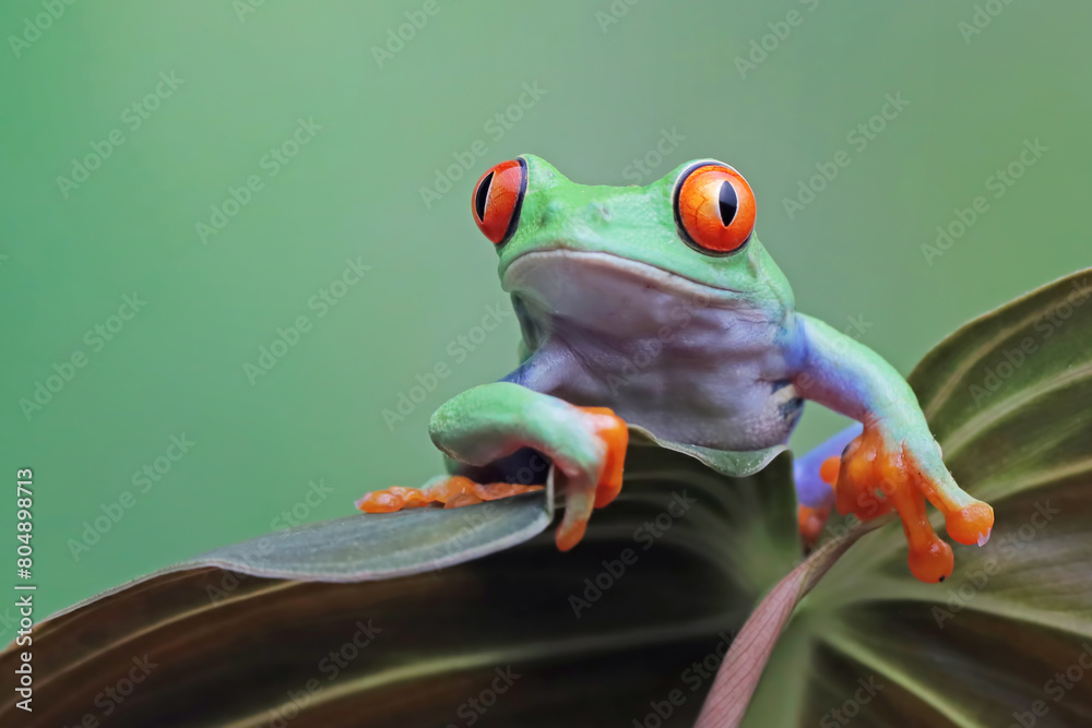 Wall mural Red-eyed tree frog sitting on green leaves, red-eyed tree frog (Agalychnis callidryas) closeup