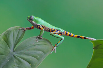 amphibia, amphibian, animal, anura, arboreal, bolivia, brazil, climbing, closeup, colombia, colorful, conservation, crawling, cute, exotic animal, fauna, green, green tree frog, hypochondrialis, isola