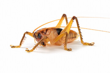 Giant cricket on sia ferox insect on isolated background, Giant cricket closeup on isolated...